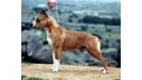 American Staffordshire Terrier. ALEA JACTA EST LOYALTY TO THE RACE.