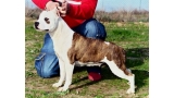 American Staffordshire Terrier. Stonyham´s Magical Moonlight.