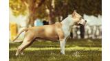 American Staffordshire Terrier. ALEA JACTA EST RECONQUISTA.