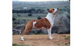 American Staffordshire Terrier. ALEA JACTA EST CELTIBERIA. .