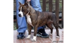 American Staffordshire Terrier. Ko Bo´s Europa.