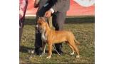 American Staffordshire Terrier. .