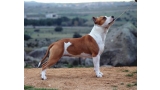 American Staffordshire Terrier.  Ch. ALEA JACTA EST CELTIBERIA.