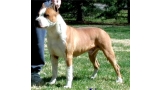 American Staffordshire Terrier. Sindelar´s Gentleman Jim.