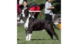 ALEA JACTA EST THREE-STROKE. American Staffordshire Terrier. ALEA JACTA EST THREE STROKE.