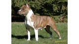 American Staffordshire Terrier. Timbarland´s Pixie Stick Ra.