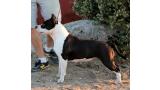 American Staffordshire Terrier. Alea Jacta Est Patria.