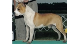 American Staffordshire Terrier. Odylic´s Mystik Taboo. American Staffordshire Terrier. Odylic´s Mystik Taboo.