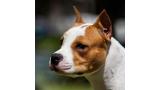 LLanderStaffs Alea Jacta Est Hispania. American Staffordshire Terrier. Cabeza y Expresión de Alea Jacta Est Hispania.