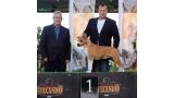 American Staffordshire Terrier.  Ch. Alea Jacta Est Flag Of War. Exc. 1º CAC BOS QC.