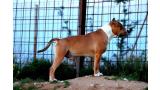 American Staffordshire Terrier. Nivariastaff You Are The Bomb.