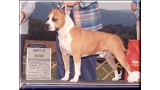American Staffordshire Terrier. Fraja Ec Golden Boy. American Staffordshire Terrier. Fraja Ec Golden Boy.