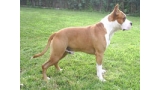 Ch. Thunderbully Orion. American Staffordshire Terrier.  Ch. Thunder Bully Orion.