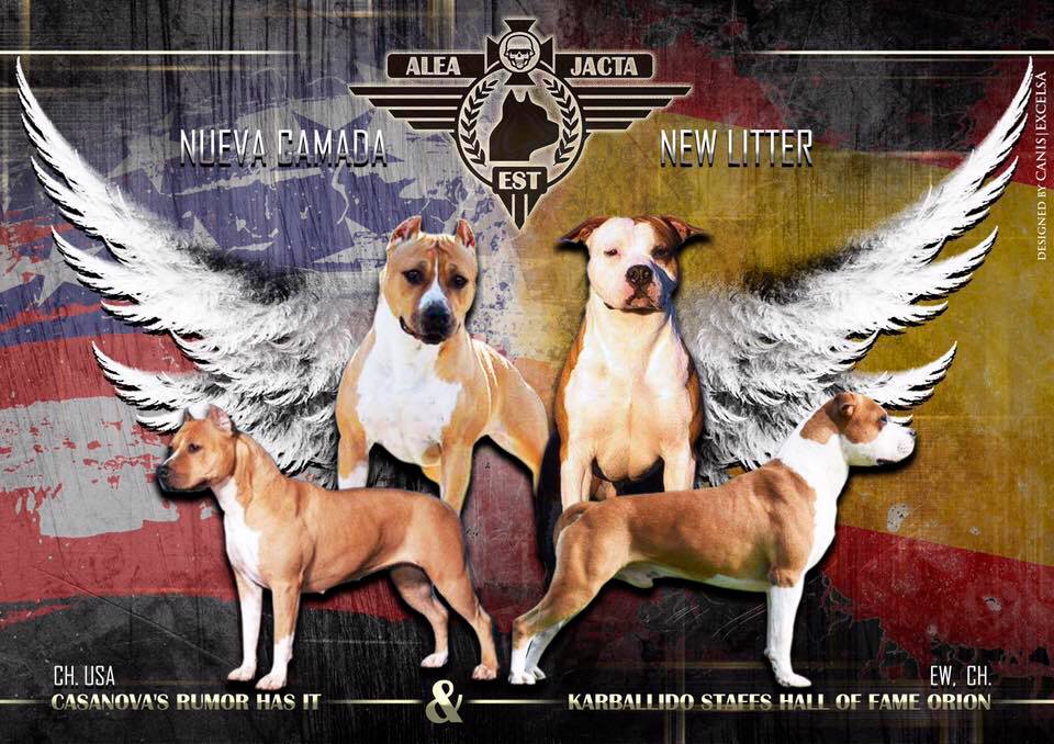 American Staffordshire Terrier. Camada Nueva.