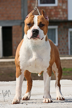 American Staffordshire Terrier. Builder´s Best Heavenly Rider Long Step.
