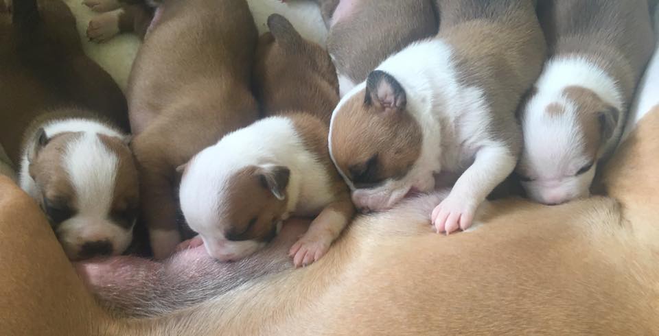 American Staffordshire Terrier. Camada 3ª Generacion.