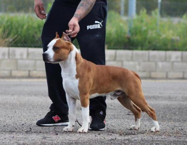 American Staffordshire Terrier. ALEA JACTA EST GOD OF WAR.