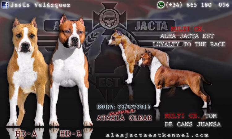 American Staffordshire Terrier. Camada Tom Y Goda.