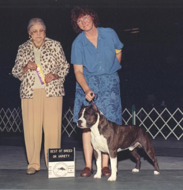 American Staffordshire Terrier. Lakota´s Two Bears Spirit.