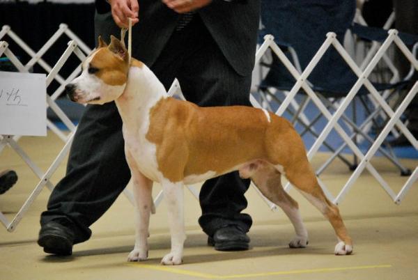 American Staffordshire Terrier. Alpine´s Falls Ring Of Fire.
