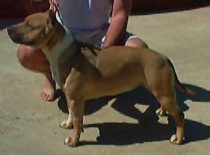 American Staffordshire Terrier. Benmars Cruise Control.
