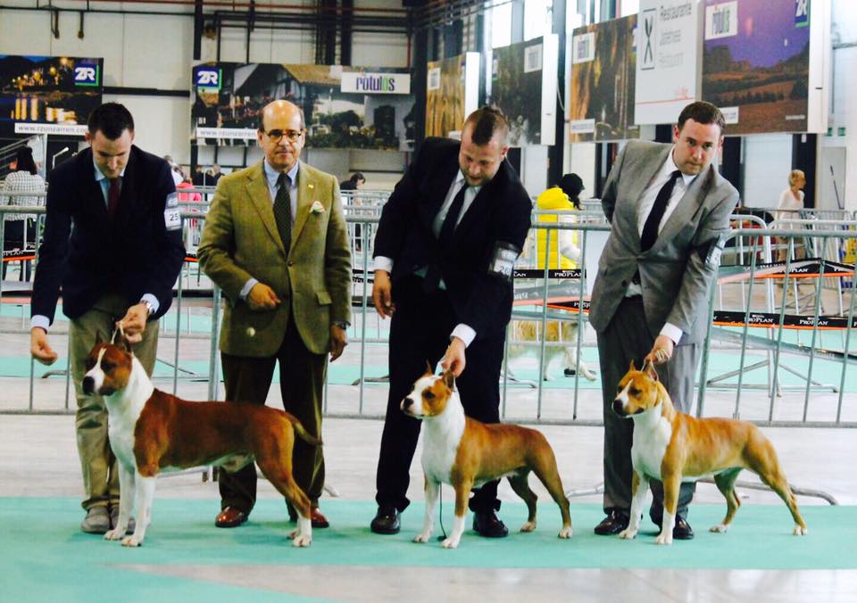Exposición Internacional de Pamplona. American Staffordshire Terrier.