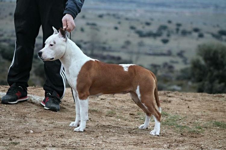 American Staffordshire Terrier. Alea Jacta Est Germania.