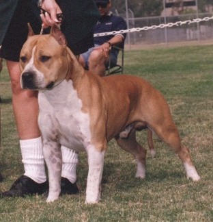 American Staffordshire Terrier. Raging Moon Iced Cappuccino.