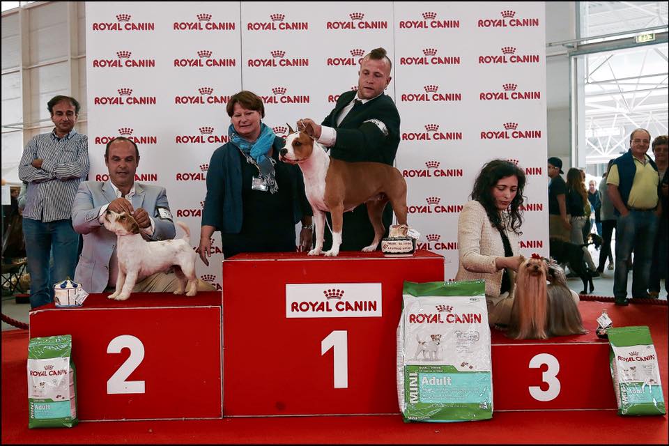 American Staffordshire Terrier. LLanderStaffs Alea Jacta Est Hispania.