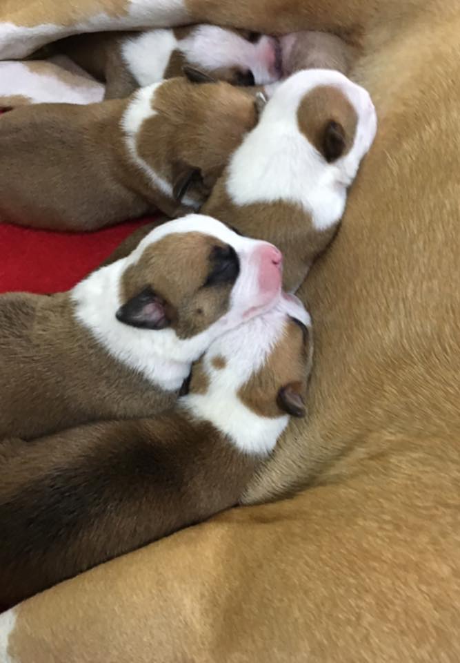 American Staffordshire Terrier. Camada 3ª Generacion.