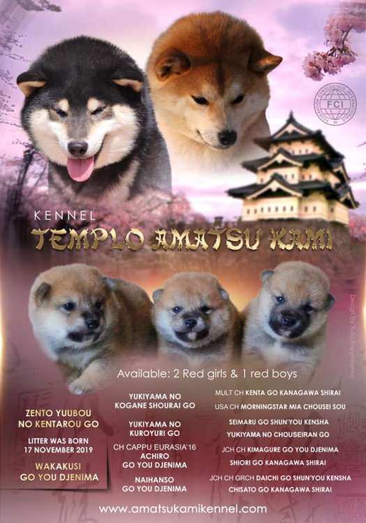 Shiba. CAMADA DISPONIBLE PARA ENTREGAR EN ENERO 2020 Shiba. CAMADA DISPONIBLE PARA ENTREGAR EN ENERO 2020