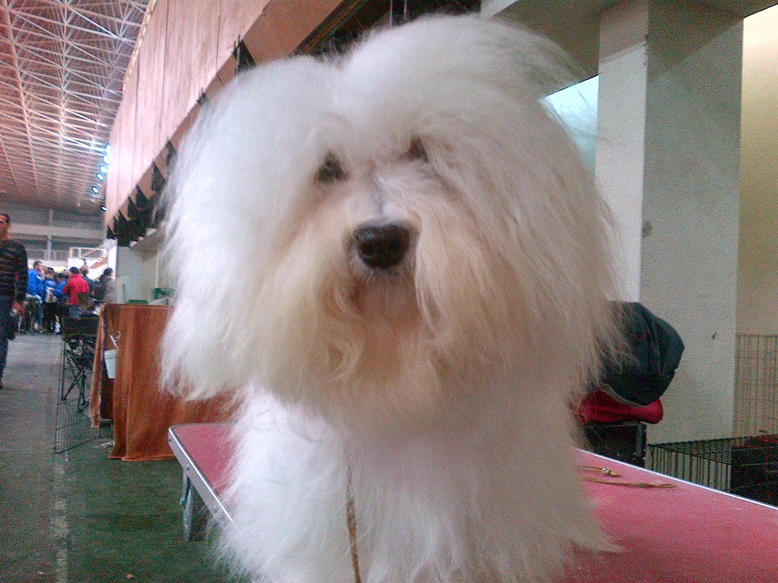 Bichón Habanero.  Ch. Amazing Dance Katty.