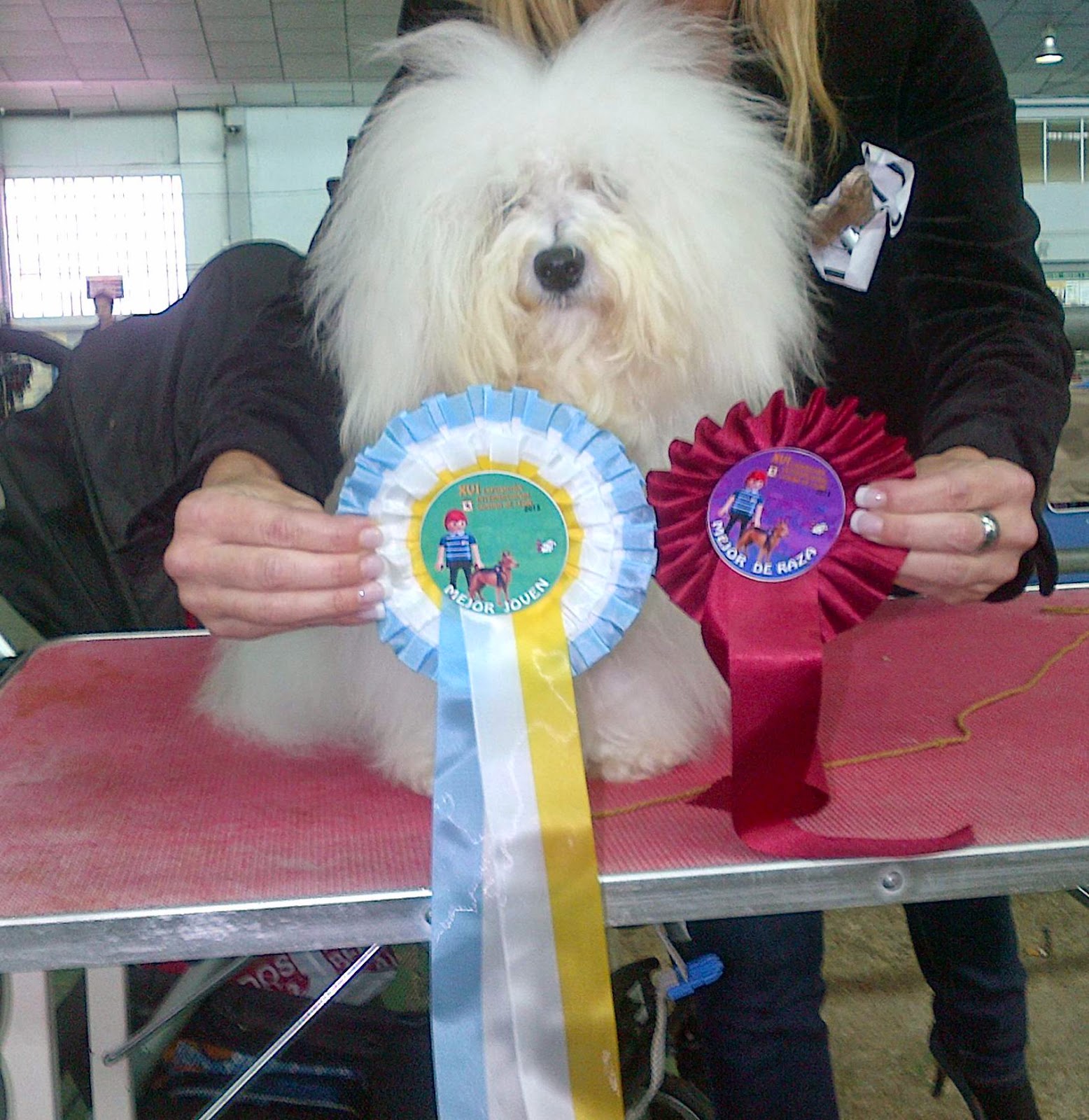 Bichón Habanero.  Ch. Amazing Dance Katty.