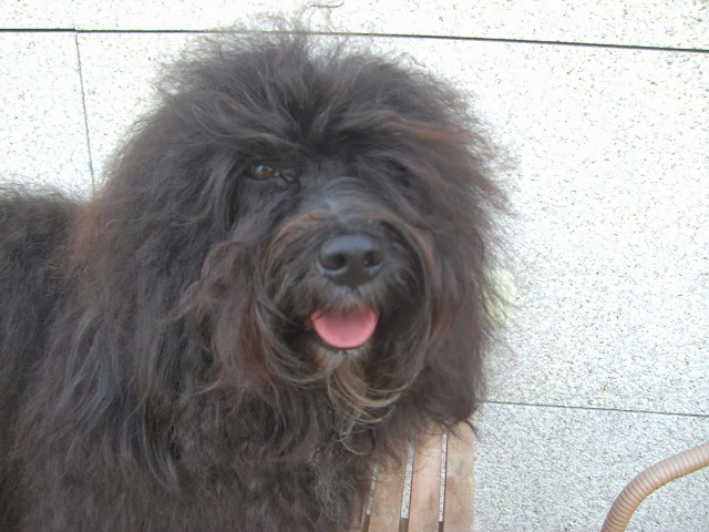 Bichón Habanero.  Ch. Dandy Daisy Warrior Baloo.