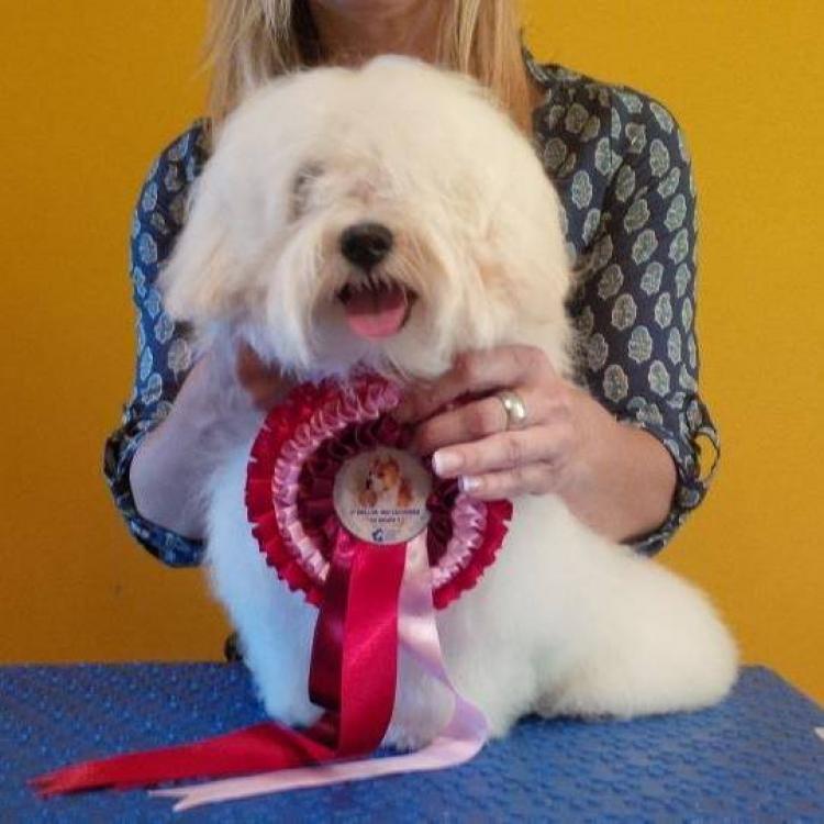 Bichón Habanero.  Ch. AMAZING DANCE SHISUKA.