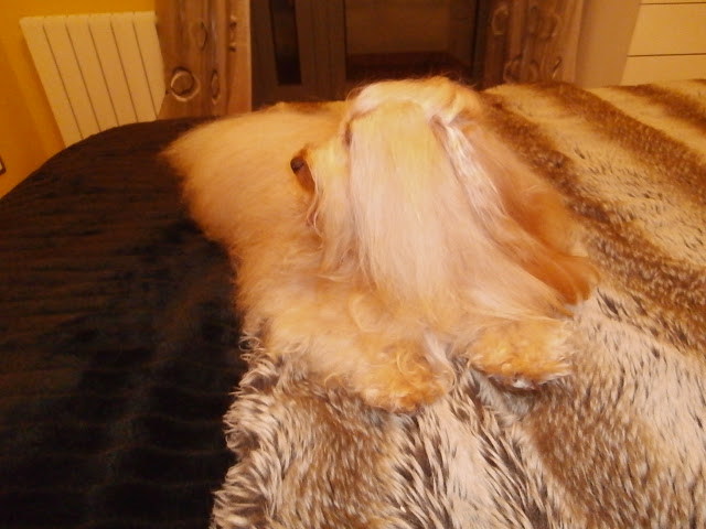 Bichón Habanero. Massivus Angel´s Henry.