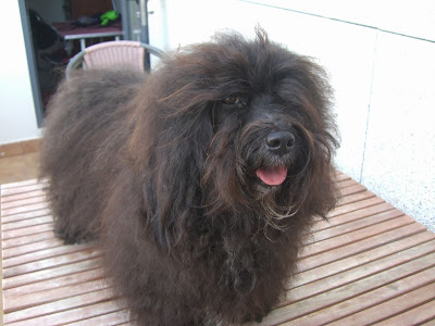 Bichón Habanero.  Ch. Dandy Daisy Warrior Baloo.