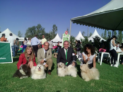 Bichón Habanero.  Ch. AMAZING DANCE SHISUKA. clase Campeones  Excelente 1º  CCC  Mejor Hembra y BOB (Mejor de Raza).