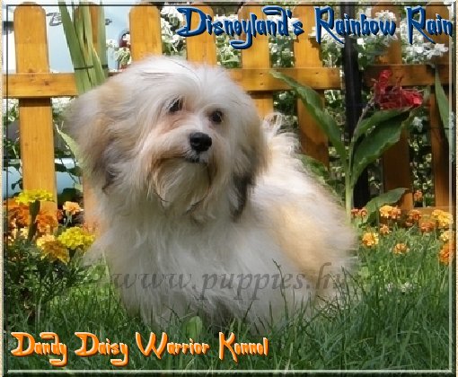 Bichón Habanero. Disneyland´s Rainbow Rain Me.