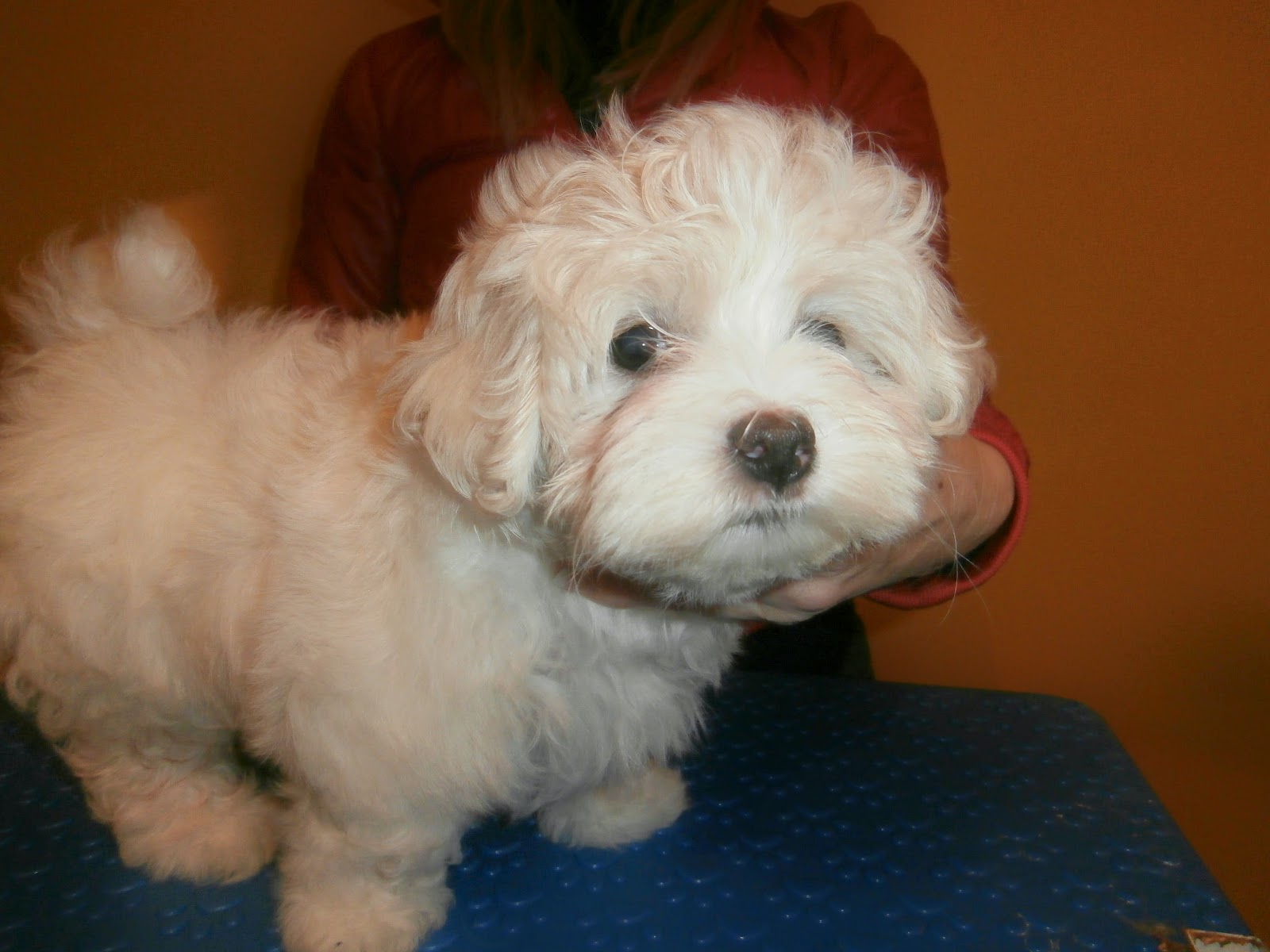 Bichón Habanero.  Ch. AMAZING DANCE SHISUKA.