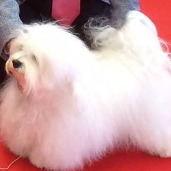 Bichón Habanero.  Ch. AMAZING DANCE SHISUKA.