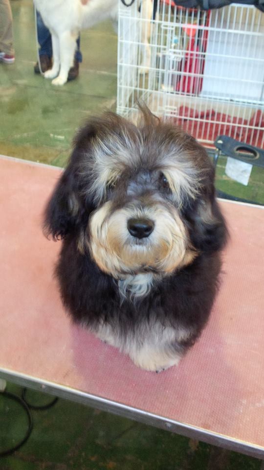 Bichón Habanero. Exc. 1º Mejor Joven.