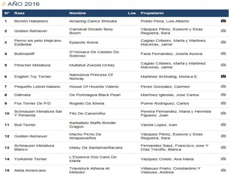 Bichón Habanero.  Ch. AMAZING DANCE SHISUKA.