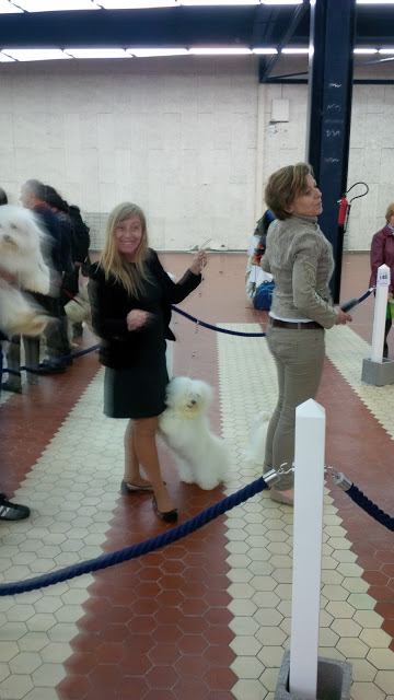 Bichón Habanero. Ch. AMAZING DANCE KAILA. Excelente 1º CAC RCACIB.. Bichón Habanero. Ch. AMAZING DANCE KAILA. Excelente 1º CAC RCACIB..