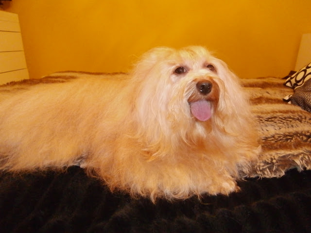 Bichón Habanero. Massivus Angel´s Henry.