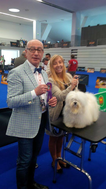 Bichón Habanero. Ch. AMAZING DANCE SHISUKA. Excelente 1º CAC Mejor Hembra BOB (Mejor de Raza).. Bichón Habanero. Ch. AMAZING DANCE SHISUKA. Excelente 1º CAC Mejor Hembra BOB (Mejor de Raza)..