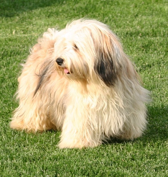 Bichón Habanero. Prairiwind´s Viva La Liberte.