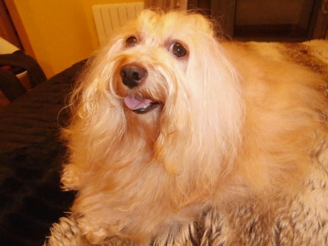 Bichón Habanero. Massivus Angel´s Henry.