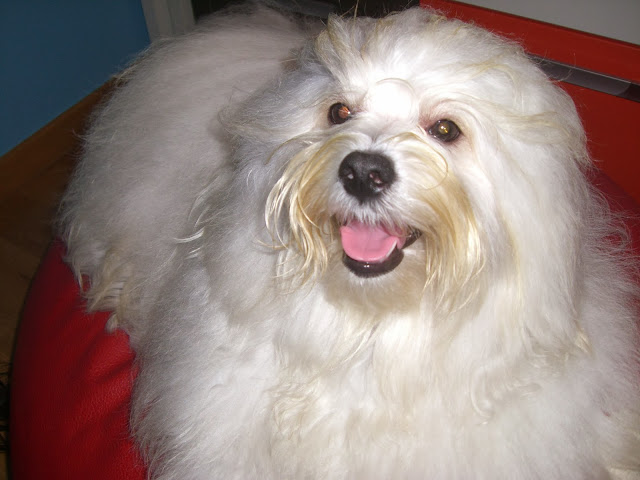 Bichón Habanero. Muguiris Guardian Angel Zeus.