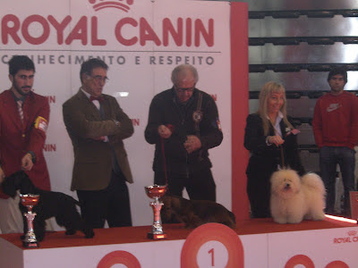 Bichón Habanero. Prairiwind´s Fina Daisy.